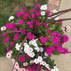 Meet your Posher, Dana